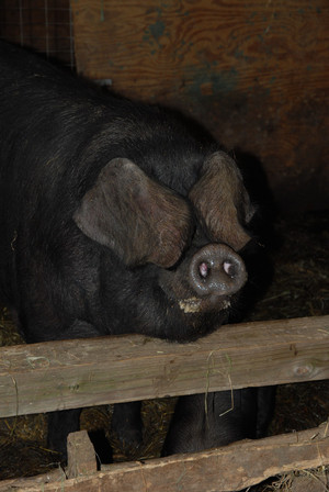 Cold Moon Farm Bed & Breakfast LLC