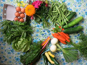 Shooting Star Farms