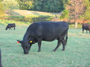 Lund Black Angus
