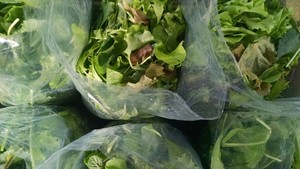 Second Spring Market Garden
