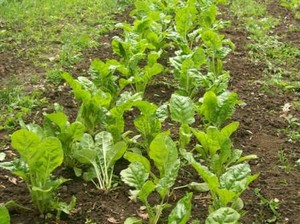 The Depot Farm