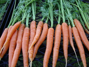 Solana Farm