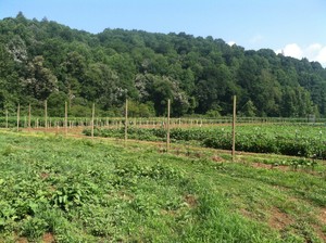 Hill Valley Farm LLC