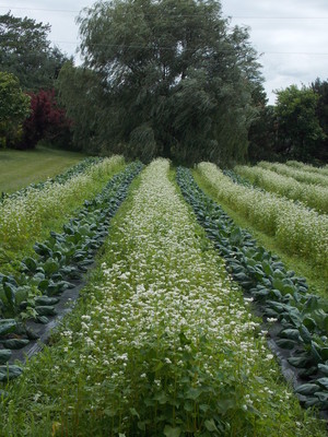 Ann's Raspberry Farm