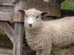 Lake View Farm
