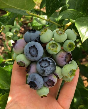 Mead Orchards