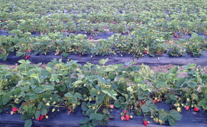 Middle Fork Farm