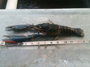 Tampa Aquaponics Inc.