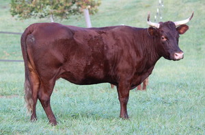 Springhaven Farm