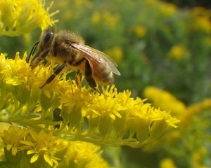 Eagle Creek Honey Farm