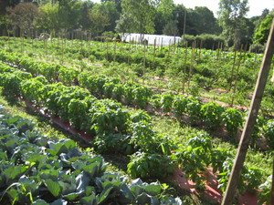 Shortts Farm and Garden Center