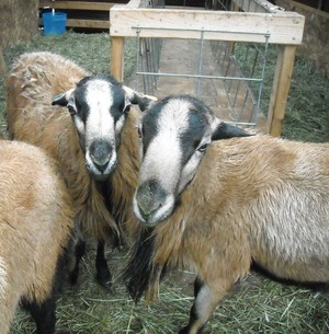 Bush Creek Farm