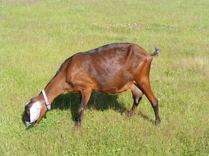 Harmony Ridge Farm