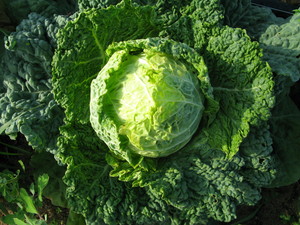 Hand Sown Farm