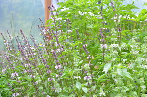 Wild Roots Farm