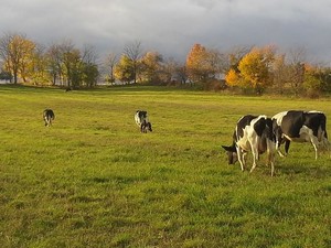 Nature's Bounty Farm