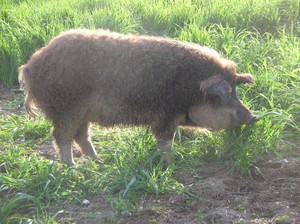 Winfield Farm