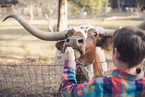Dear Run Longhorns