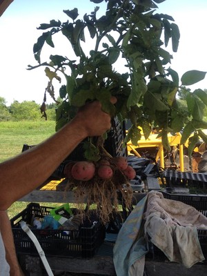 Long Valley Farm