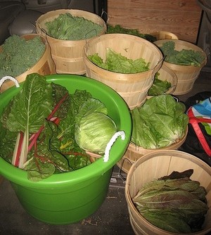 Eden's Gate Farm