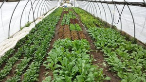 Dutchess Farm