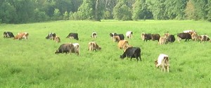 Brookford Farm