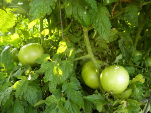 Rt.  5  Produce