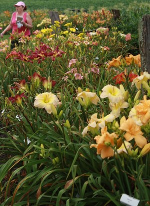 Dorsets N Daylilies