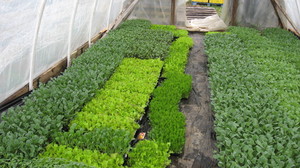 Walkers Fresh Veggies