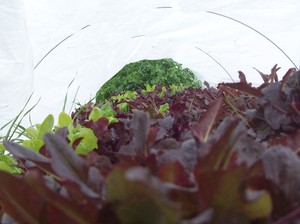 Peace of Prairie Organic Farm