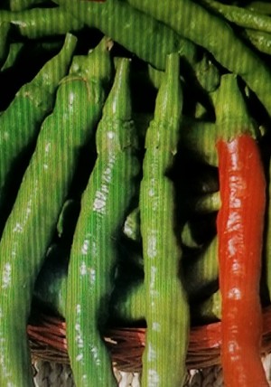 Refining Fire Chiles