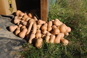 Common Wealth Seed Growers