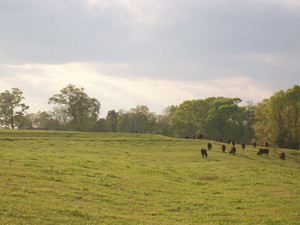 Tokeena Angus