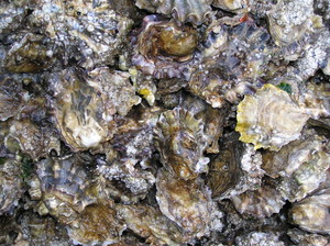 Sound Fresh Clams and Oysters