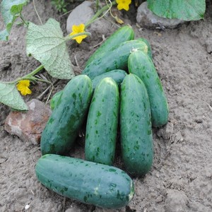 Common Wealth Seed Growers