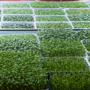 Midland Homestead Microgreens