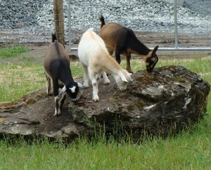 DeHaven Family Farm