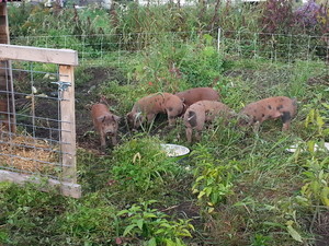 Willow View Farm