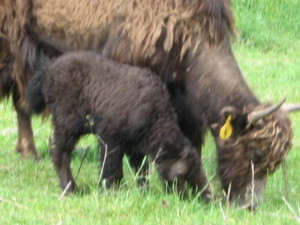 Yak's N Thing's LLC
