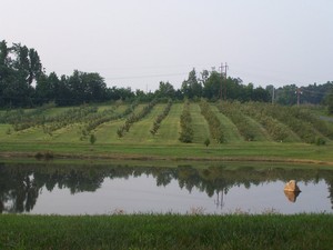 Millstone Creek Orchards