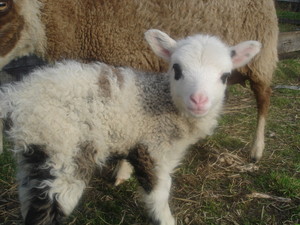 Shepherd Valley Farm