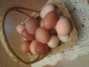 Fresh Eggs