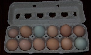 Frochy Community Farm, LLC