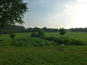 The Mockingbird Farm