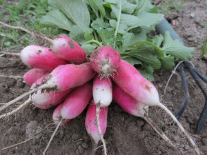 Fox Briar Farm