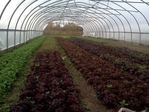 Jentzen Farms