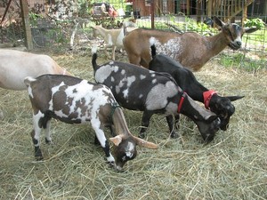 Fields of Grace Nigerian Dwarf Goats