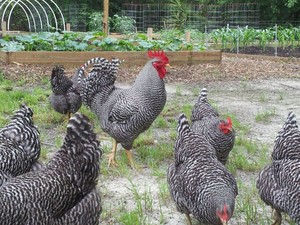 Green Chick Farm