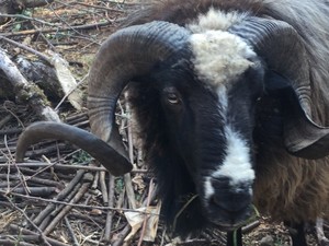 Rock N Wool Ranch