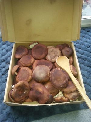 Fungi Farm Organic Shiitake Mushrooms & Logs
